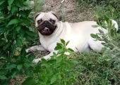 Pug